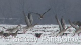 Video of Greylag Goose - Greylag Goose eating grass in winter fields